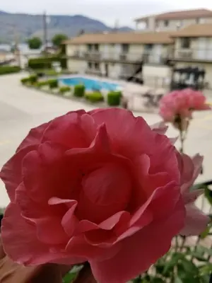 a pink flower in front of a pool at Osoyoos Lakeview Inn & Suites in Osoyoos