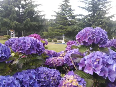 a bunch of purple flowers in a garden at Fuller Lake Chemainus Motel in Chemainus