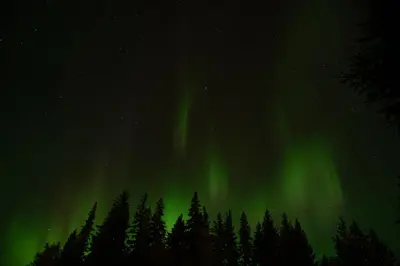 an aurora in the sky over a forest of trees at Yellowhead Motel in Valemount