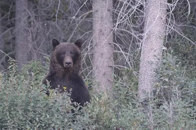a brown bear standing next to a tree at Mountain View Escape with open hot tub, Views!! in Canmore