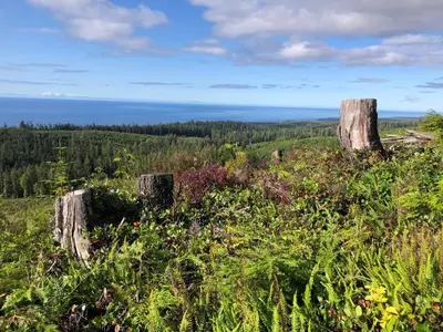 a group of logs in a field with the ocean at Bjørn Holm in Port Renfrew