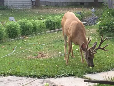 a deer with antlers eating grass in a yard at Brookside Motel in Golden