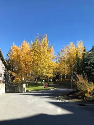 a street with trees with yellow leaves on it at The Best Top Floor Ski-in/Ski-out at the Aspens in Whistler