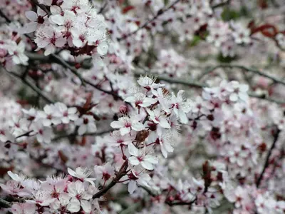 a bunch of pink flowers on a tree at English Bay Hotel in Vancouver