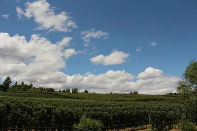 a field of crops with a blue sky and clouds at Lake Country Inn in Winfield