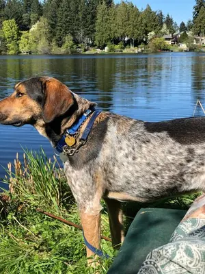 a dog standing next to a body of water at Cycle Inn Bed and Breakfast in Langford