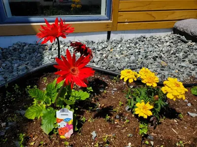a garden with red and yellow flowers in front of a building at Alpine Inn Abbotsford in Abbotsford