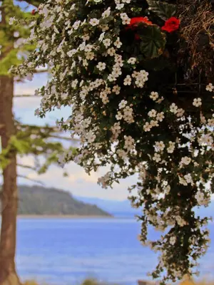 a tree with white and red flowers next to a body of water at Heron's Landing Hotel in Campbell River