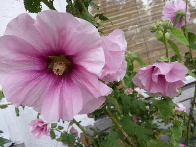 a close up of a pink flower on a plant at Higgin's Inn in Powell River