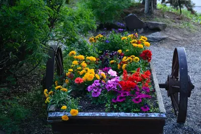 a garden with colorful flowers in a wooden wagon at Johnston Canyon Lodge & Bungalows in Castle Junction