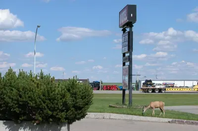 a deer grazing in the grass next to a sign at Best Seven Inn in Claresholm