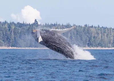 a humpback whale jumping out of the water at Money Pennies Bed and Breakfast in Campbell River