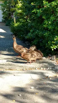 two ducks standing on the side of the road at Nestledown B&B in Halfmoon Bay