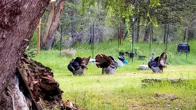 a group of turkeys standing in the grass at Gabriola Central B&B in Gabriola