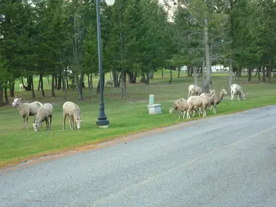 a herd of sheep grazing on the grass next to a street at Motel Bavaria in Radium Hot Springs