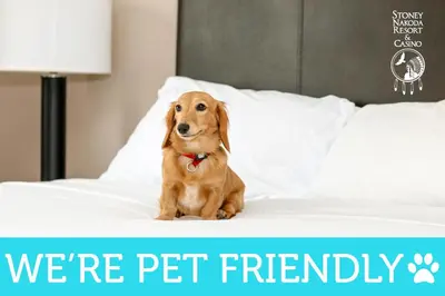 a dog sitting on a bed with the words were pet friendly at Stoney Nakoda Resort & Casino in Seebe