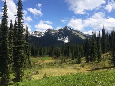 a mountain in the middle of a field with trees at Alpenrose Revelstoke Bed & Breakfast in Revelstoke