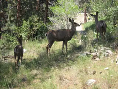 three deer standing in the grass in a field at PineWood Guesthouse in Peachland