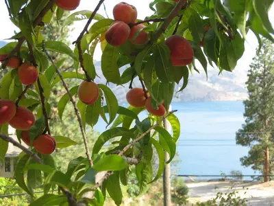a bunch of fruit on a tree with a view of the water at PineWood Guesthouse in Peachland