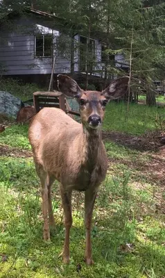 a deer standing in the grass in a field at Driftwood Village Cottages in Sturdies Bay