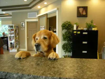 a dog sitting at a table in a room at Oceanside Village Resort in Parksville