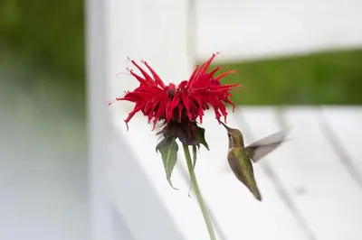 a red flower in a vase with a humming bird at Hummingbird Bed and Breakfast in Clearwater