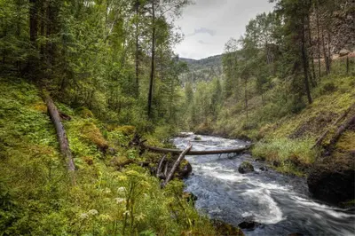 a river with a bridge in the middle of a forest at Hummingbird Bed and Breakfast in Clearwater