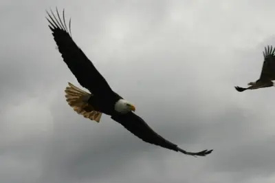 two birds flying in the sky at Silvern Lake Trail Bed and Breakfast in Smithers