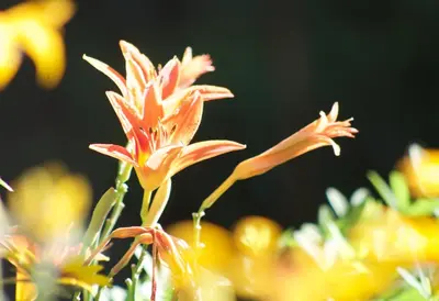 a group of orange flowers in front of other flowers at Windborne Bed & Breakfast in Castlegar