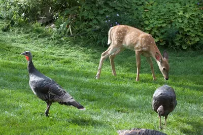 a deer and two birds standing in the grass at Windborne Bed & Breakfast in Castlegar