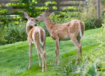 two deer standing in the grass in a field at Windborne Bed & Breakfast in Castlegar