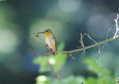a small bird sitting on a tree branch at Windborne Bed & Breakfast in Castlegar
