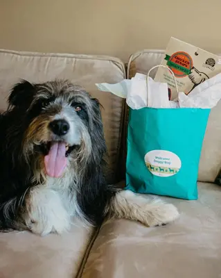 a dog sitting on a couch next to a shopping bag at Old House Hotel in Courtenay