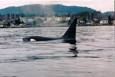 a whale swimming in a body of water at Glen Lyon Inn in Port Hardy