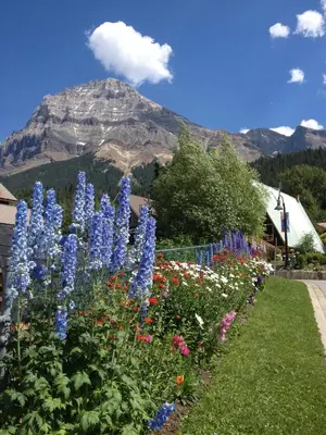 a garden of flowers with a mountain in the background at Canadian Rockies Inn - Adults only in Field