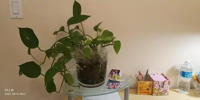 a plant in a vase on top of a table at Helen's House / Close to Skytrain and Airport in Vancouver