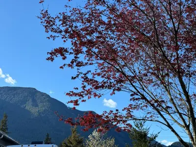 a tree with red leaves in front of a mountain at Inntowne Motel in Hope