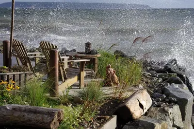 a dog sitting on the rocks near the water at Blitz Beach House Oceanside Suite in Powell River