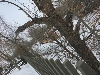 a fence and a tree behind a white fence at Riverside Motel Cache Creek in Cache Creek