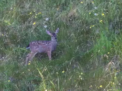 a deer standing in a field of grass at Driftwood by the Sea Inn in Campbell River