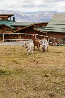 a group of animals running in a field at Myra Canyon Guest Ranch in Kelowna