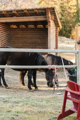 two horses are grazing in front of a building at Myra Canyon Guest Ranch in Kelowna