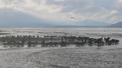 a herd of animals walking on a beach with birds at Skylite Motel in Parksville