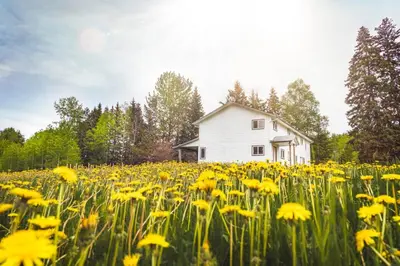 a field of yellow flowers in front of a white house at Willow Grove B&B Inn in Horsefly