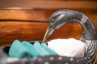 a bird with a long beak eating paper towels at Storm Mountain Lodge & Cabins in Banff