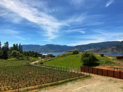 a view of a hill with a bunch of vines at Wesbert Winery & Guest Suites in Penticton