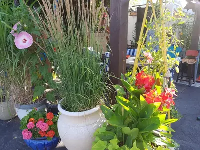 three large white vases filled with flowers and plants at Creston Valley Motel in Creston