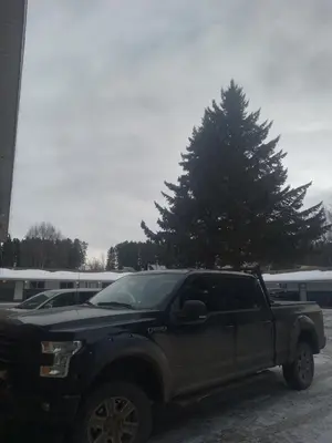 a black truck parked in front of a pine tree at Mountain View Motel in Smithers
