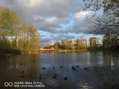 a group of ducks swimming in a lake at Coquitlam center, 2 bedroom suite, walking to skytrain in Port Coquitlam