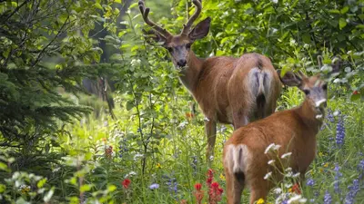 two deer standing in a field of flowers at Crystal Forest #53 By Bear Country in Sun Peaks